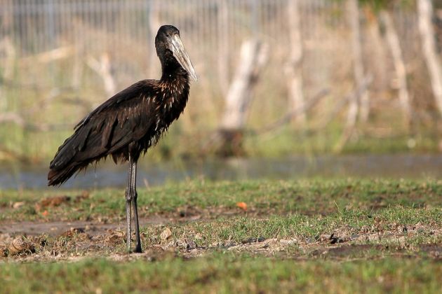 Ein Afrikanischer Klaftschnabel, diese Storchenart, ist häufig im Okawango Delta zu sehen Ein Afrikanischer Klaftschnabel, diese Storchenart, ist häufig im Okawango Delta zu sehen