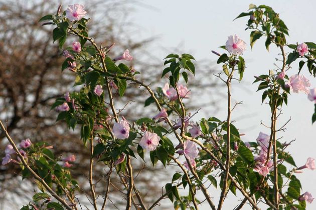 Tropische Blüten Im Okawango Delta Tropische Blüten Im Okawango Delta