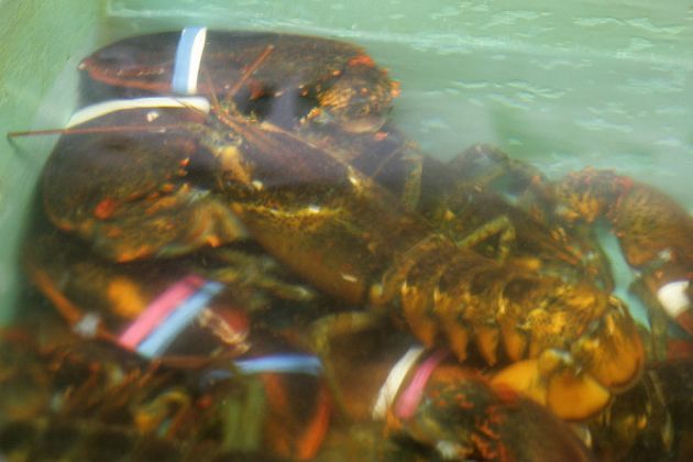 New Harbor, Midcoast Maine, New England New Harbor, Midcoast Maine, New England