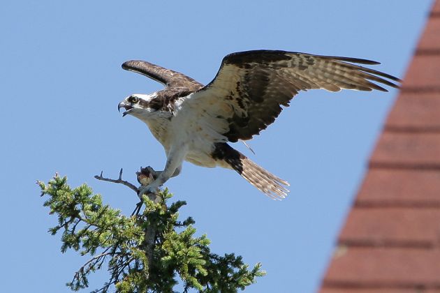 New Harbor, Midcoast Maine, New England New Harbor, Midcoast Maine, New England
