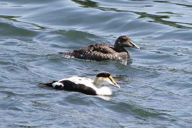 New Harbor, Midcoast Maine, New England New Harbor, Midcoast Maine, New England