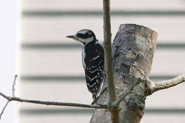 Dunensprecht - Dawny Woodpecker - Picoides pubescens