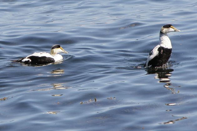 Eiderenten, männlich - Common Eider - Somateria mollissima Eiderenten, männlich - Common Eider - Somateria mollissima