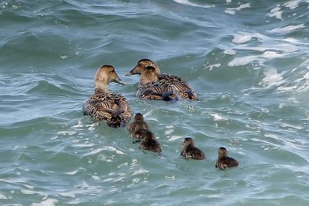 Eiderenten, weiblich mit Küken - Common Eider - Somateria mollissima Eiderenten, weiblich mit Küken - Common Eider - Somateria mollissima