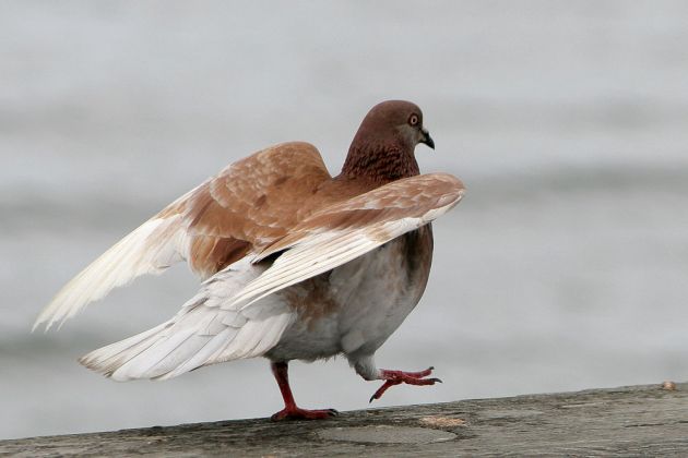 Felsentaube - Rock Pigeon - Columba livia Felsentaube - Rock Pigeon - Columba livia
