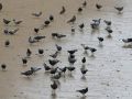 Felsentauben - Rock Pigeon - Columba livia