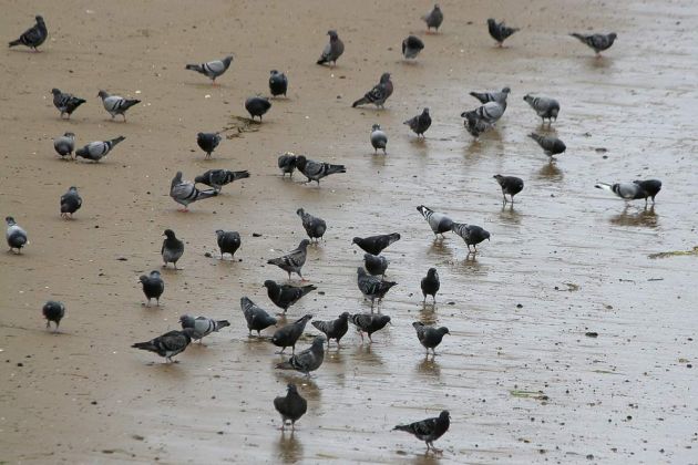 Felsentauben - Rock Pigeon - Columba livia Felsentauben - Rock Pigeon - Columba livia