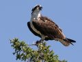 Fischadler - Osprey - Pandion haliaetus