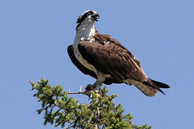 Fischadler - Osprey - Pandion haliaetus Fischadler - Osprey - Pandion haliaetus