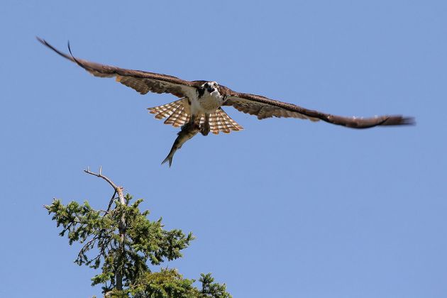 Fischadler - Osprey - Pandion haliaetus Fischadler - Osprey - Pandion haliaetus