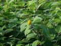 Gold-Waldsänger - Yellow Warbler - Setophaga petechia