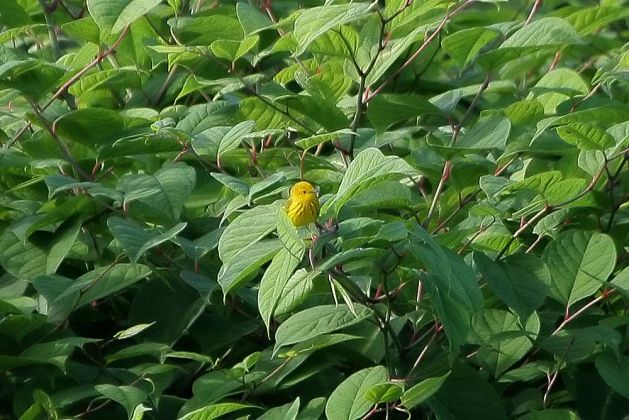 Gold-Waldsänger - Yellow Warbler - Setophaga petechia Gold-Waldsänger - Yellow Warbler - Setophaga petechia