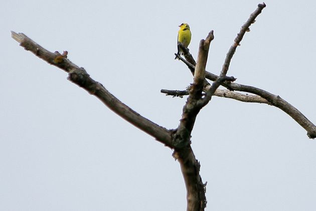 Goldzeisig - American Goldfinch - Spinus tristis Goldzeisig - American Goldfinch - Spinus tristis