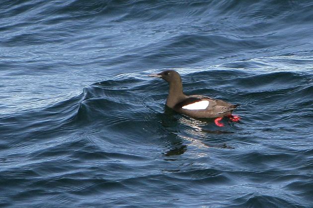 Gryllteiste - Black Guillemot - Cepphus grylle Gryllteiste - Black Guillemot - Cepphus grylle