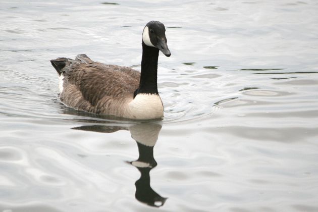 Kanadagans - Canada Goose - Branta canadensis Kanadagans - Canada Goose - Branta canadensis