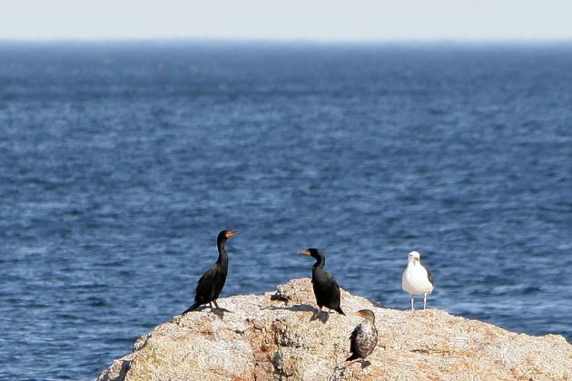 Ohrenscharben - Double-crested Cormorant - Phalacrocorax auritus Ohrenscharben - Double-crested Cormorant - Phalacrocorax auritus