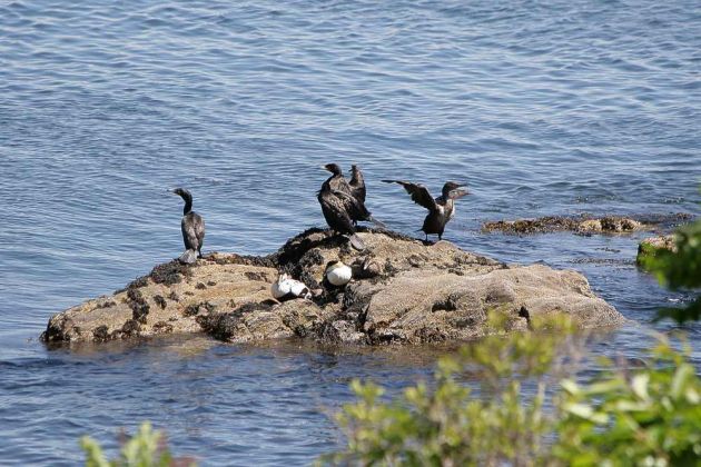 Ohrenscharben - Double-crested Cormorant - Phalacrocorax auritus Ohrenscharben - Double-crested Cormorant - Phalacrocorax auritus