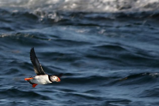 Papageientaucher - Atlantic Puffin - Fratercula arctica Papageientaucher - Atlantic Puffin - Fratercula arctica