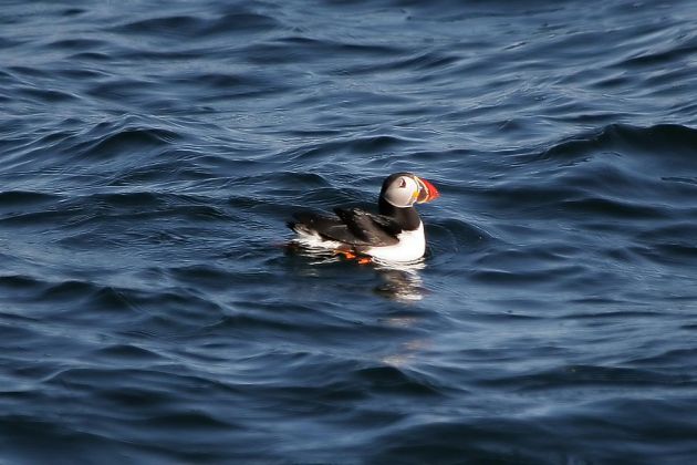 Papageientaucher - Atlantic Puffin - Fratercula arctica Papageientaucher - Atlantic Puffin - Fratercula arctica