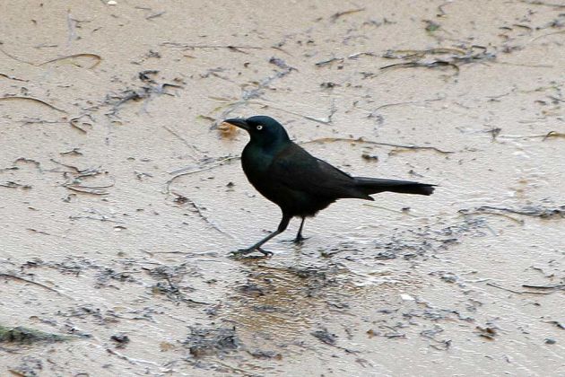 Purpur Grackel - Common Grackle - Quiscalus quiscula Purpur Grackel - Common Grackle - Quiscalus quiscula