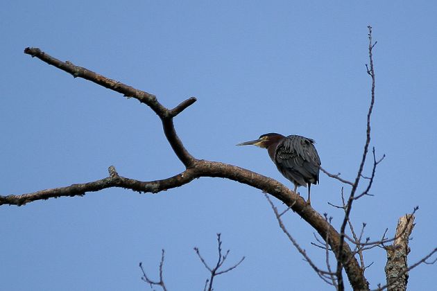 Nordamerikanische Rohrdommel - American Bittern - Botaurus lentiginosus Nordamerikanische Rohrdommel - American Bittern - Botaurus lentiginosus