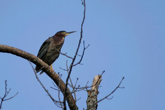 Nordamerikanische Rohrdommel - American Bittern - Botaurus lentiginosus Nordamerikanische Rohrdommel - American Bittern - Botaurus lentiginosus