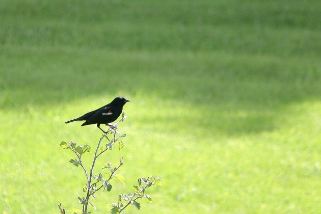 Rotschulterstärling - Red-winged Blackbird - Agelaius phoeniceus Rotschulterstärling - Red-winged Blackbird - Agelaius phoeniceus