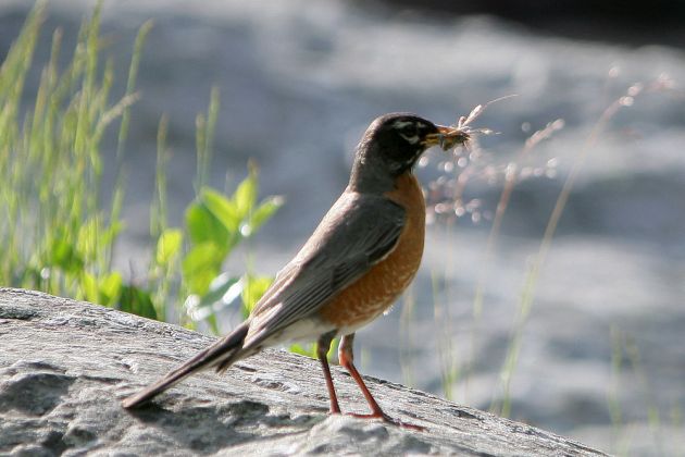 Wanderdrossel - American Robin - Turdus migratorius Wanderdrossel - American Robin - Turdus migratorius