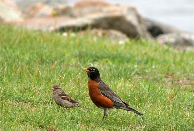 Wanderdrossel - American Robin - Turdus migratorius Wanderdrossel - American Robin - Turdus migratorius