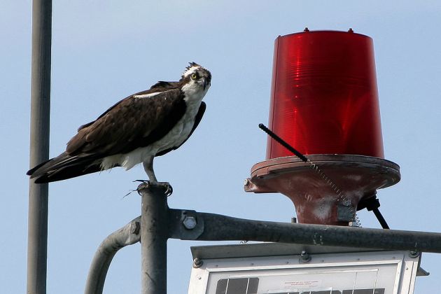 Osprey, Fischadler am Hafen von Oak Bluffs - Marthas Wineyard, Massachussetts Osprey, Fischadler am Hafen von Oak Bluffs - Marthas Wineyard, Massachussetts