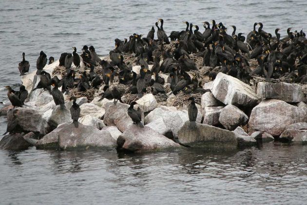 Thousand Islands Tour Thousand Islands Tour