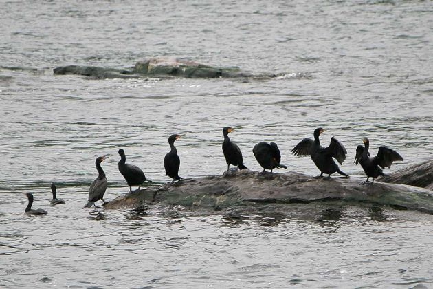 Thousand Islands Tour, Canada Thousand Islands Tour, Canada