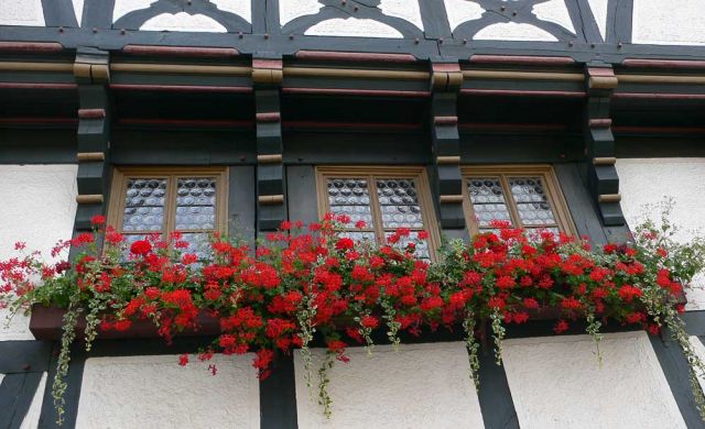 Blumenkästen und Butzenfenster am Martin-Luther-Haus - Eisenach, Thüringen Blumenkästen und Butzenfenster am Martin-Luther-Haus - Eisenach, Thüringen