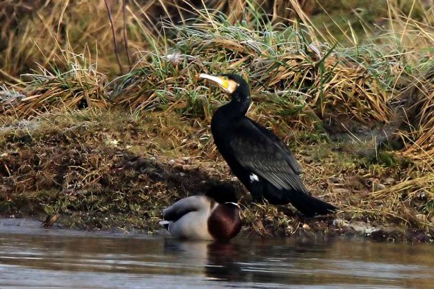 Schlüsselburg an der Weser - Kormoran im Vogelschutzgebiet 'Weseraue' Schlüsselburg an der Weser - Kormoran im Vogelschutzgebiet 'Weseraue'