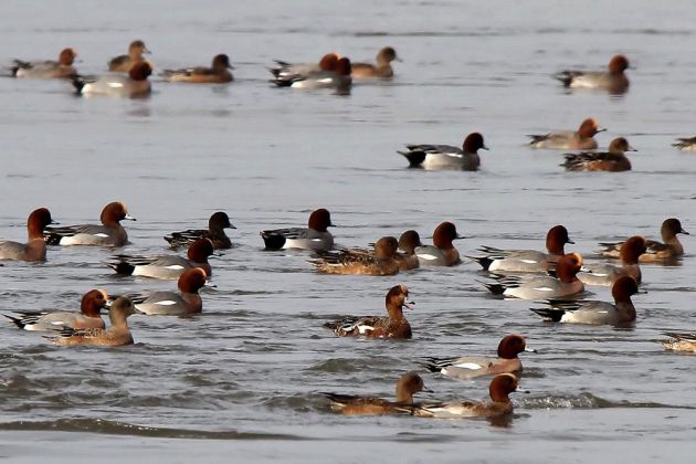 Schlüsselburg an der Weser - Pfeifenten - Vogelschutzgebiet 'Weseraue' Schlüsselburg an der Weser - Pfeifenten - Vogelschutzgebiet 'Weseraue'