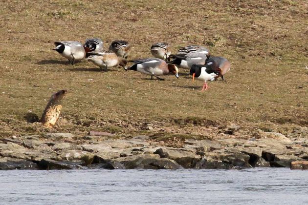 Schlüsselburg an der Weser - Nilgänse und Austernfischer im Vogelschutzgebiet 'Weseraue' Schlüsselburg an der Weser - Nilgänse und Austernfischer im Vogelschutzgebiet 'Weseraue'