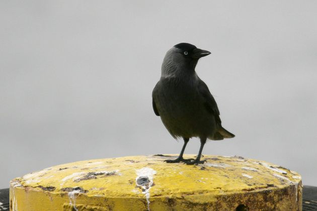 Dohle - Corvus monedula Dohle - Corvus monedula