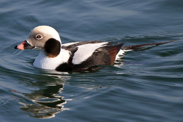 Eisenten-Erpel - Clangula hyemalis Eisenten-Erpel - Clangula hyemalis