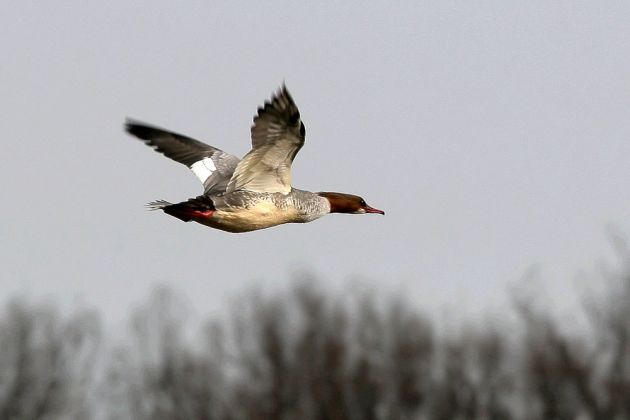 Gänsesäger, weiblich im Flug - Mergus merganser Gänsesäger, weiblich im Flug - Mergus merganser
