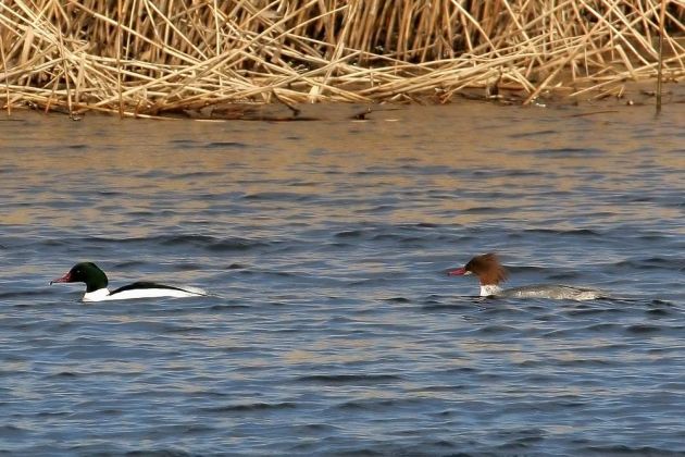 Gänsesäger Paar - Mergus merganser Gänsesäger Paar - Mergus merganser