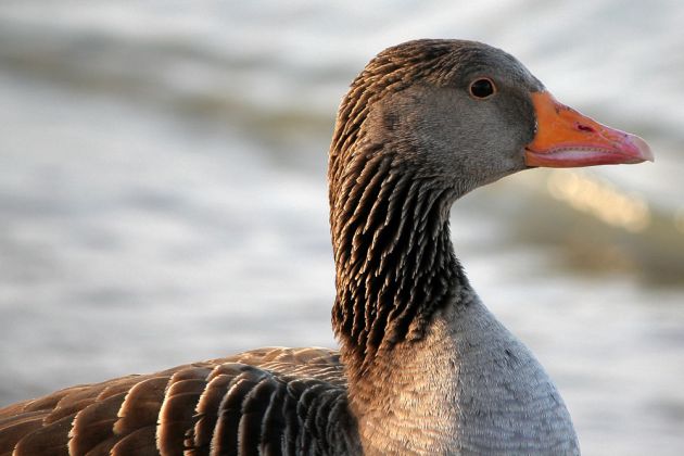 Graugans - Anser anser Graugans - Anser anser