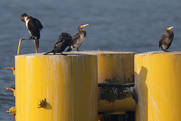 Kormorane - Phalacrocorax carbo Kormorane - Phalacrocorax carbo