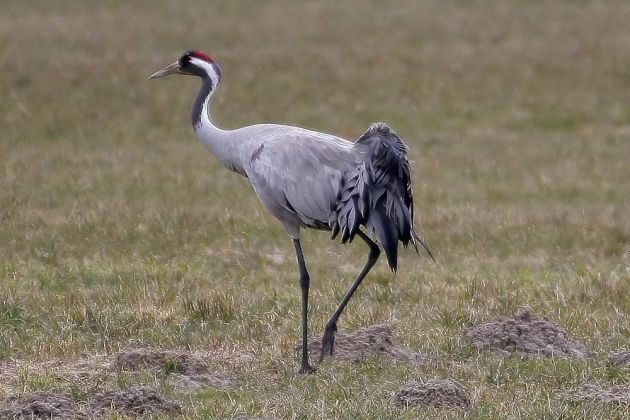 Kranich, ein Vogel des Glücks - Grus grus Kranich, ein Vogel des Glücks - Grus grus