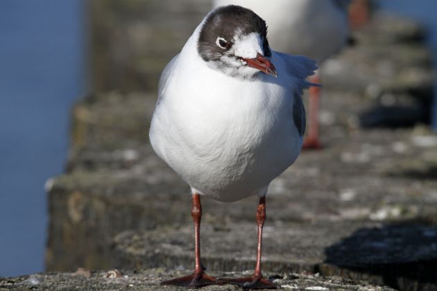 Lachmöwe - Chroicocephalus ridibundus Lachmöwe - Chroicocephalus ridibundus