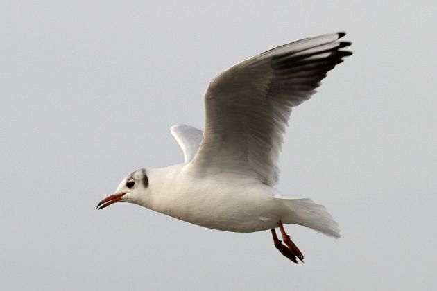 Lachmöwe - Chroicocephalus ridibundus Lachmöwe - Chroicocephalus ridibundus