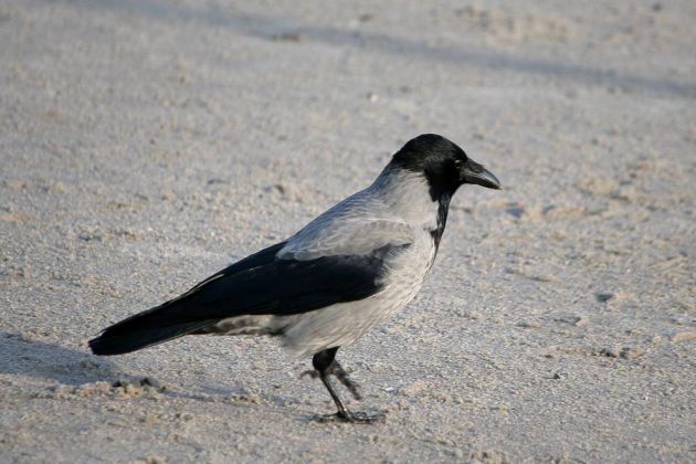 Nebelkrähe - Corvus cornix Nebelkrähe - Corvus cornix