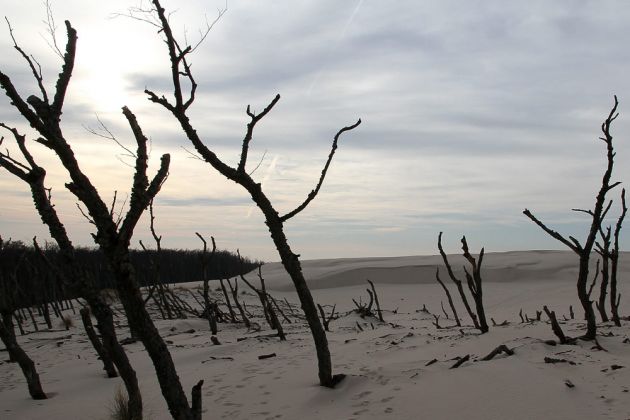 Wanderdünen - Góry Białe - im Słowiński National Park bei Łeba Wanderdünen - Góry Białe - im Słowiński National Park bei Łeba