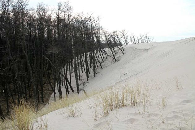 Wanderdünen - Góry Białe - im Słowiński National Park bei Łeba Wanderdünen - Góry Białe - im Słowiński National Park bei Łeba