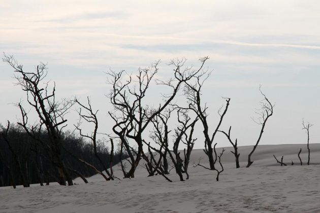 Wanderdünen - Góry Białe - im Słowiński National Park bei Łeba Wanderdünen - Góry Białe - im Słowiński National Park bei Łeba