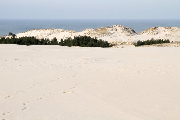 Wanderdünen - Góry Białe - im Słowiński National Park bei Łeba Wanderdünen - Góry Białe - im Słowiński National Park bei Łeba